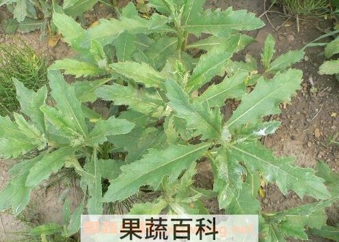 刺菜的功效与作用