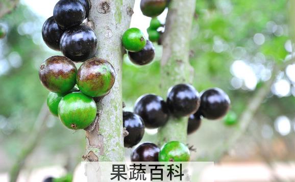果蔬百科嘉宝果的功效与作用
