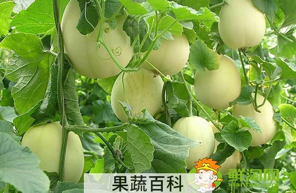刚摘的甜瓜能放几天，羊角蜜甜瓜苦的能吃吗