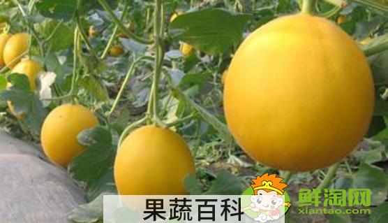 刚摘的甜瓜能放几天，羊角蜜甜瓜苦的能吃吗