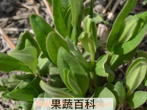 鸭嘴菜的功效与作用