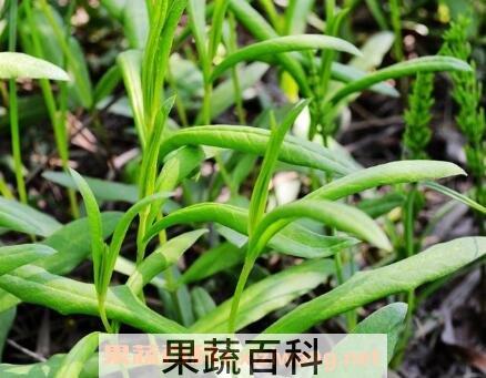 鸭嘴菜的功效与作用