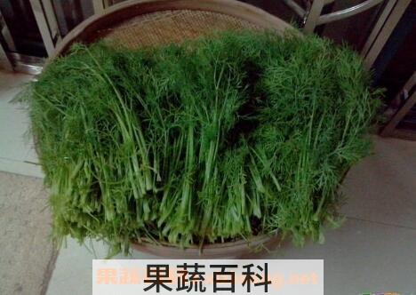 茴香菜的功效与作用 茴香菜的副作用