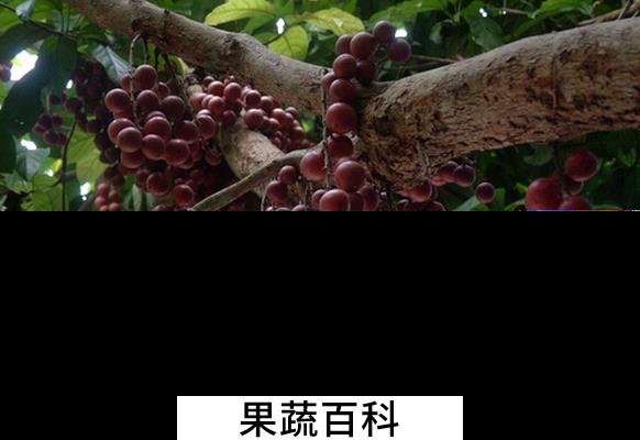 果蔬百科木奶果的功效与作用