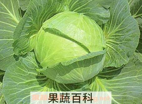 高丽菜的功效与营养价值