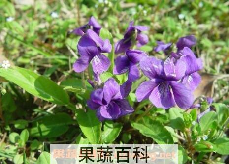 紫花苦菜的功效与作用