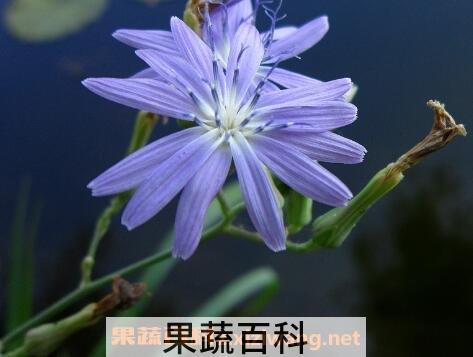 紫花苦菜的功效与作用