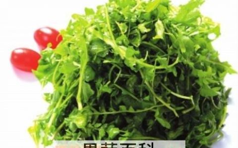 荠菜的功效与作用及禁忌是什么 开花荠荠菜的功效与作用及禁忌