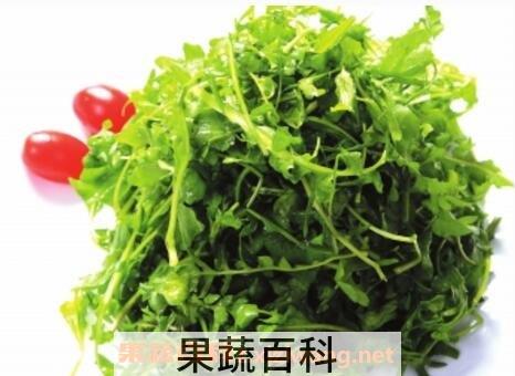 荠菜的功效与作用及禁忌