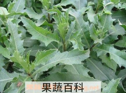 刺儿菜与蒲公英的区别