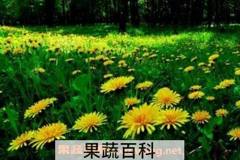 刺儿菜与蒲公英的区别