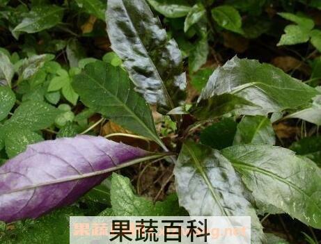 紫背菜的功效与作用及禁忌