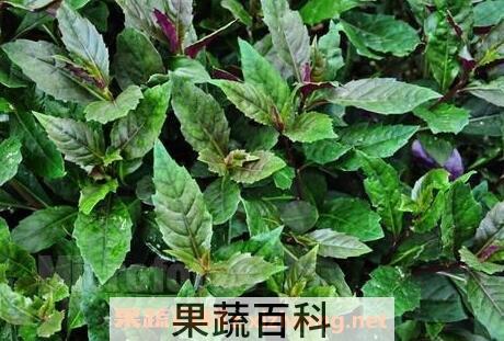 紫背菜的功效与作用及禁忌