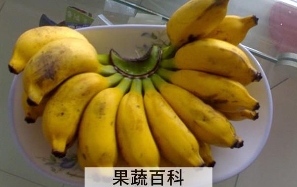 果蔬百科芝麻蕉的功效与作用