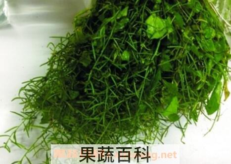 野葛菜的功效与营养价值