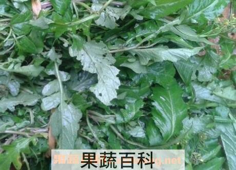 野葛菜的功效与营养价值