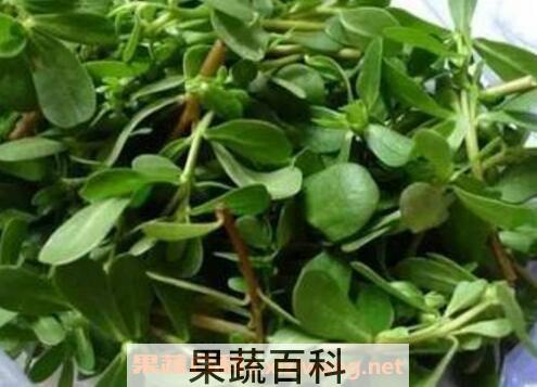 马食菜的功与作用