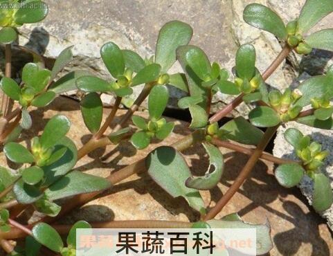 马食菜的功与作用