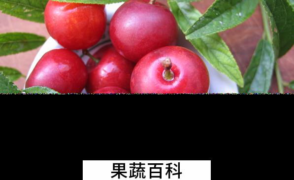 果蔬百科欧李的功效与作用