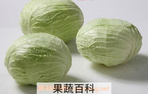 圆白菜的功效与作用
