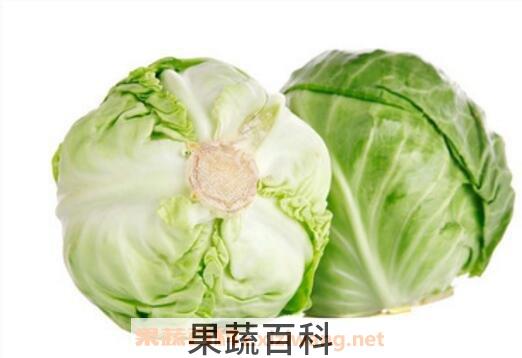 圆白菜的功效与作用