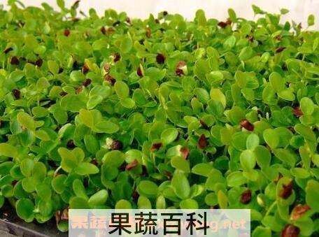 香椿芽苗菜的功效
