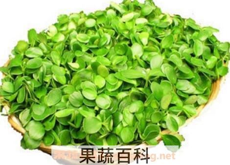 香椿芽苗菜的功效