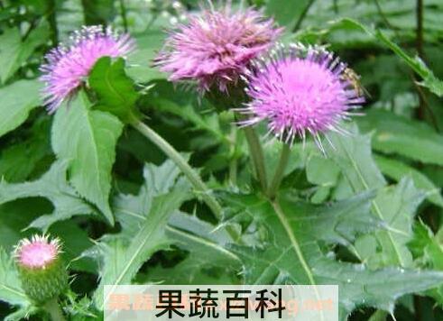 刺儿菜的功效与作用及药用价值