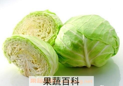 卷心菜的营养价值与功效