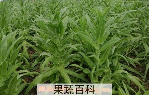 苔菜的种植方法