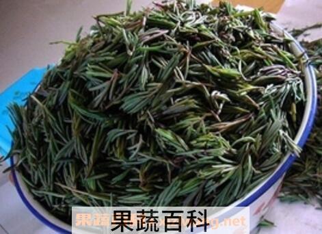 盐蓬菜的功效与作用