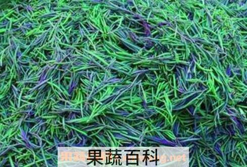 盐蓬菜的功效与作用