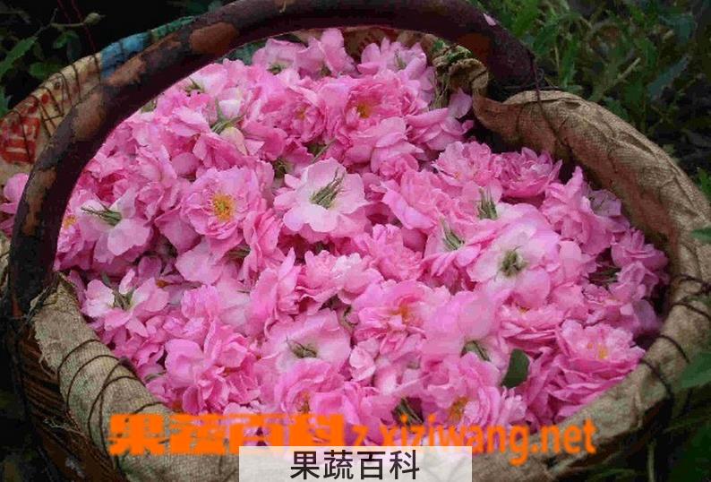 果蔬百科玫瑰纯露的功效与作用