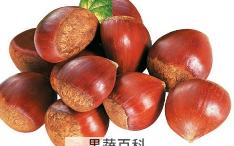 板栗怎样吃最好,有什么功效? 板栗如何吃好 板栗的功效与吃法视频