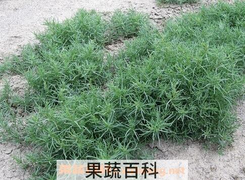 盐蓬菜区分 怎样识别盐蓬菜