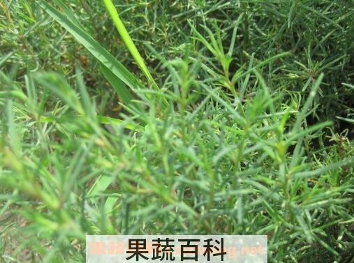 盐蓬菜区分 怎样识别盐蓬菜