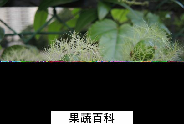 果蔬百科龙珠果的功效与作用