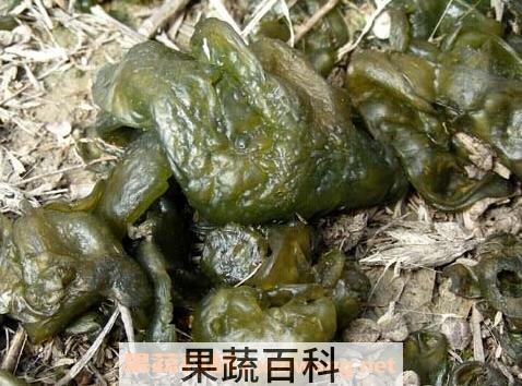 地皮菜是怎么形成的 地皮菜的功效与作用