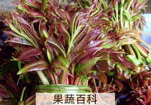 香椿为什么要焯水 香椿焯水方法教程