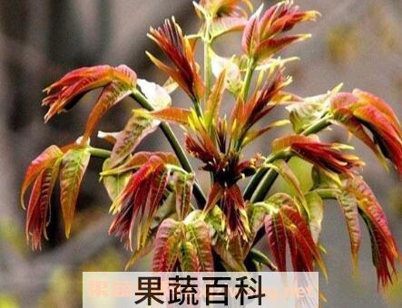 香椿为什么要焯水 香椿焯水方法教程