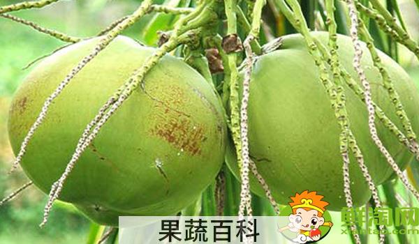 菠萝蜜的功效是温性的吗，菠萝蜜一次可以吃几颗