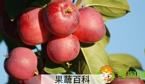 沙果好还是鸡心果好，沙果不能和什么一起吃