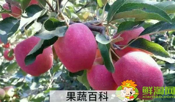 沙果好还是鸡心果好，沙果不能和什么一起吃