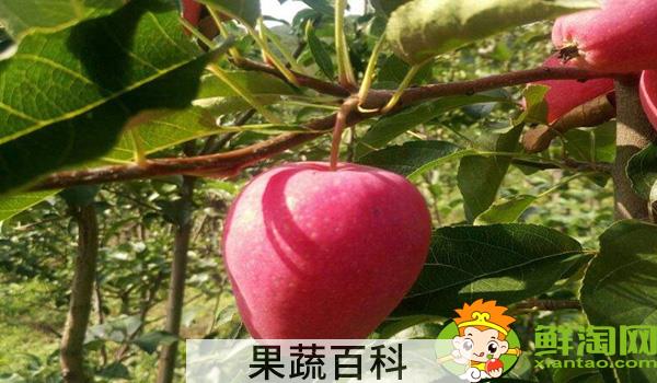 沙果好还是鸡心果好，沙果不能和什么一起吃