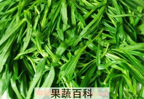 面条菜的功效与作用