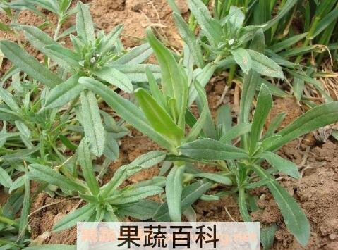 面条菜的功效与作用