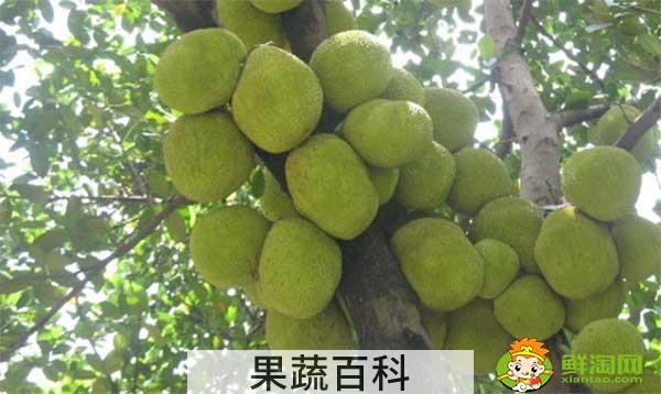 菠萝蜜怎么吃，菠萝蜜不能和什么一起吃