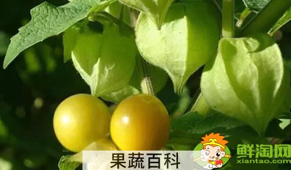 姑娘果一年结几次果，姑娘果从开花到结果多久成熟