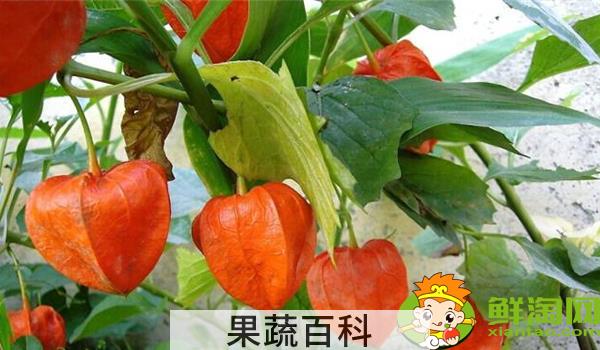 姑娘果一年结几次果，姑娘果从开花到结果多久成熟