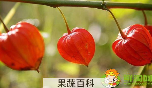 姑娘果一年结几次果，姑娘果从开花到结果多久成熟